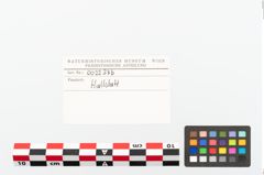 Etikett zu Schneckengehäuse (NHMW-PRAE-002237b)